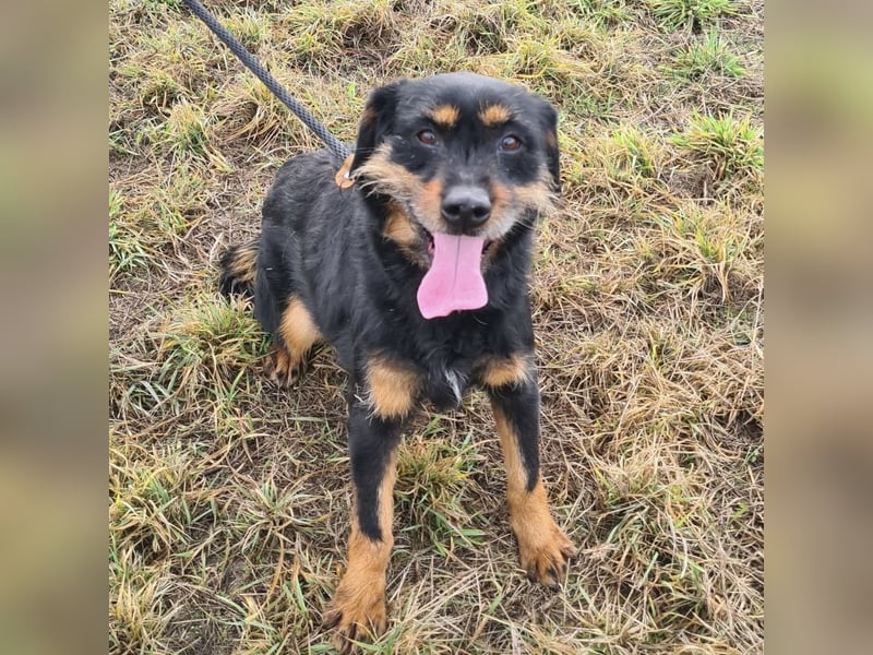 Lyra eine sehr Menschbezogene Hündin