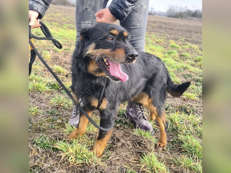 Lyra eine sehr Menschbezogene Hündin