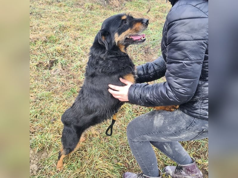 Lyra eine sehr Menschbezogene Hündin