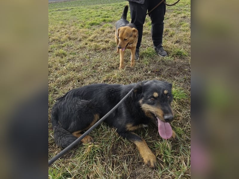 Terra eine sanfte Hündin