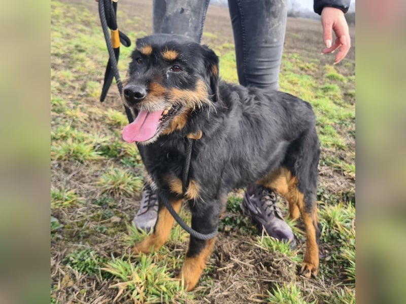 Lyra eine sehr Menschbezogene Hündin