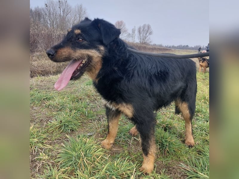 Terra eine sanfte Hündin