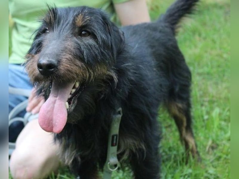 Speedy, Jagdterrier, geb, 2021, zuckersüße Sportskanone su. aktive Besitzer