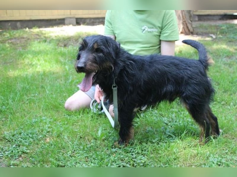 Speedy, Jagdterrier, geb, 2021, zuckersüße Sportskanone su. aktive Besitzer