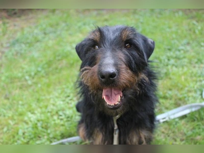 Speedy, Jagdterrier, geb, 2021, zuckersüße Sportskanone su. aktive Besitzer