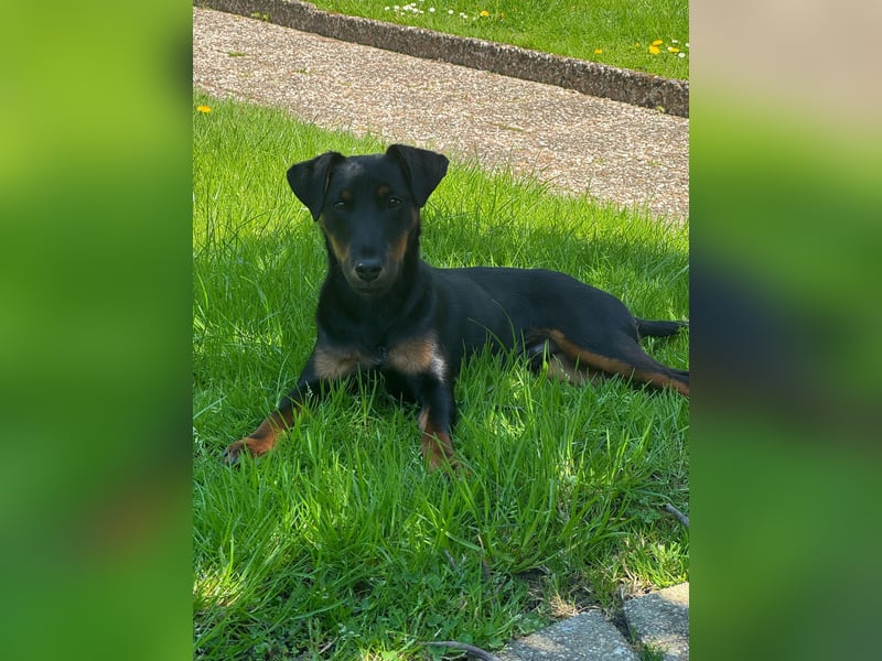 Deutscher Jagdterrierrüde