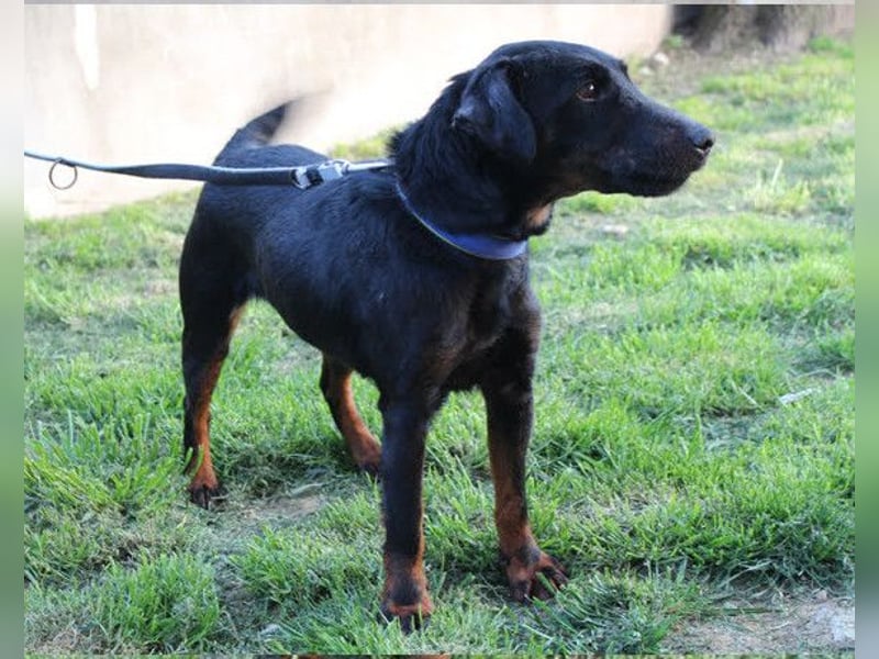 Jully ❤️ aktive, lebhafte+ gelehrige Jagdterrier Hündin!