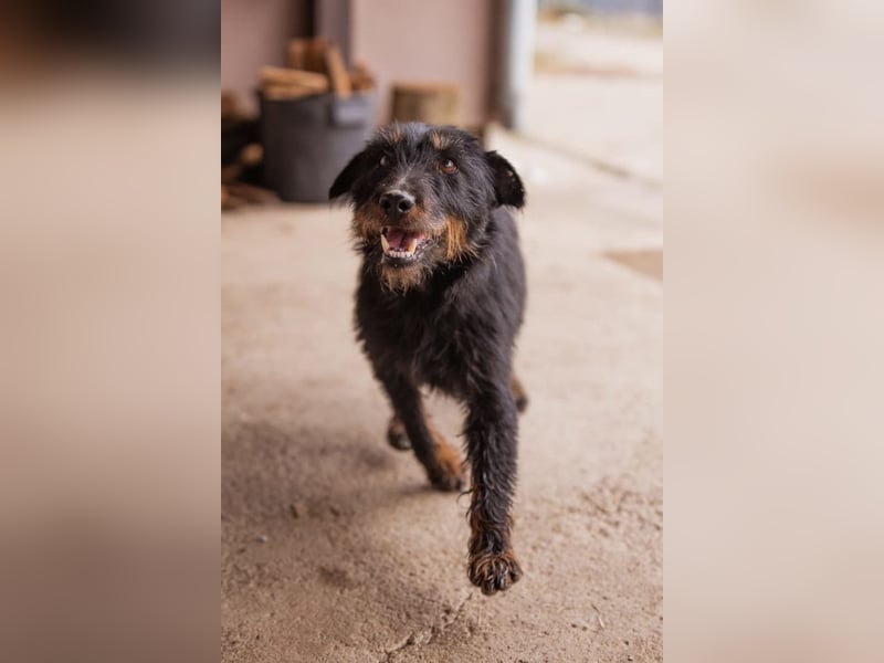 Dina ❤️ aktive, menschenbezogene Maus