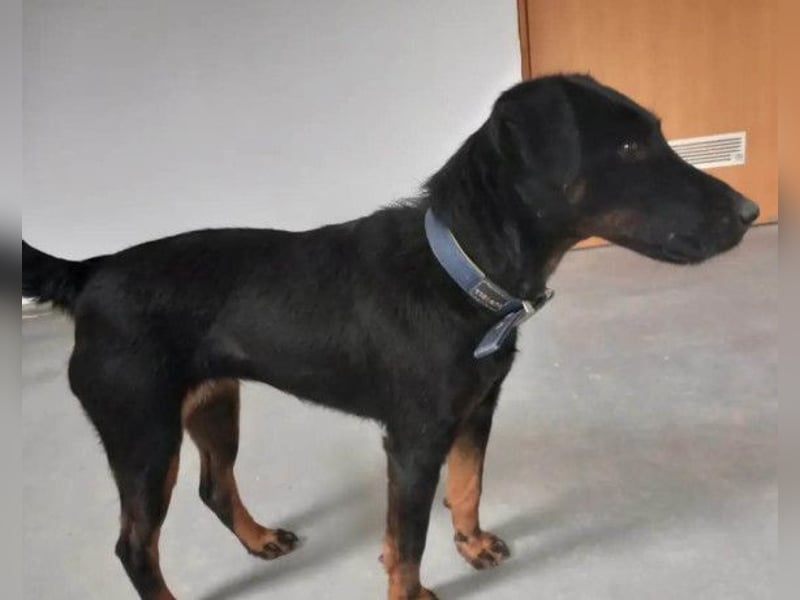 Jully ❤️ aktive, lebhafte+ gelehrige Jagdterrier Hündin!