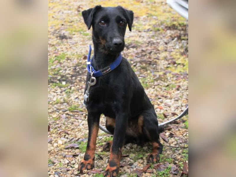 Jully ❤️ aktive, lebhafte+ gelehrige Jagdterrier Hündin!