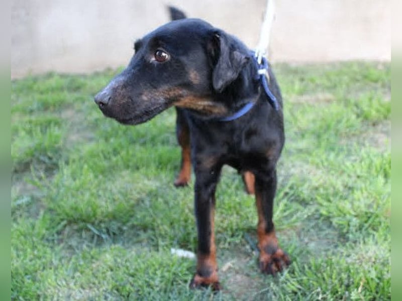 Jully ❤️ aktive, lebhafte+ gelehrige Jagdterrier Hündin!