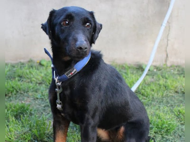 Jully ❤️ aktive, lebhafte+ gelehrige Jagdterrier Hündin!