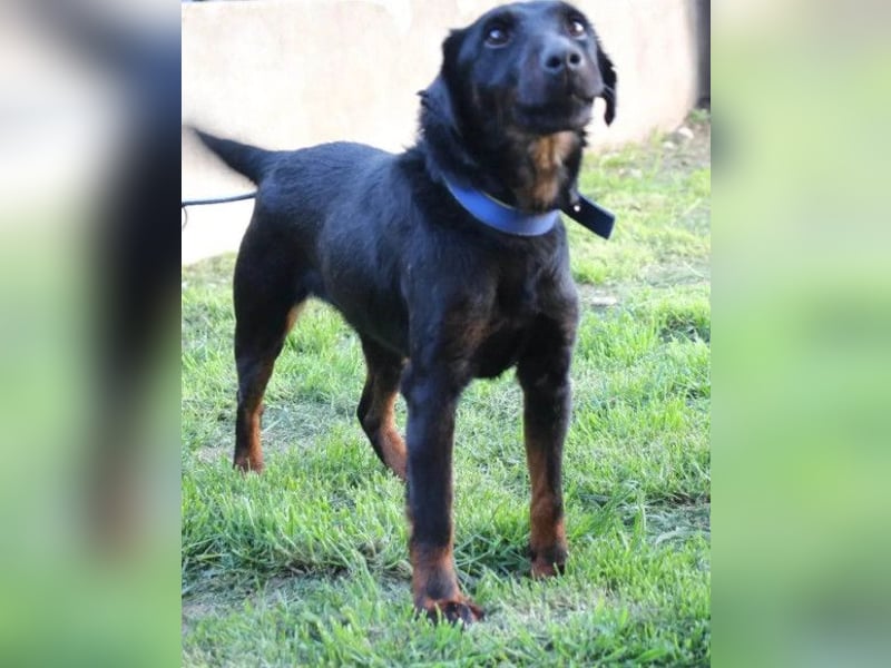 Jully ❤️ aktive, lebhafte+ gelehrige Jagdterrier Hündin!