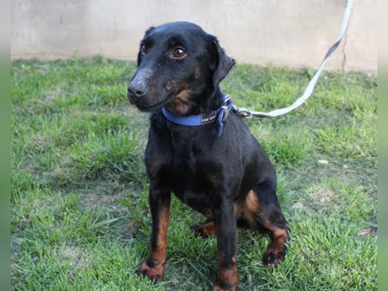 Jully ❤️ aktive, lebhafte+ gelehrige Jagdterrier Hündin!