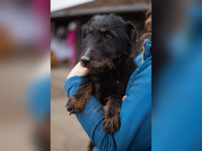 Dina ❤️ aktive, menschenbezogene Maus