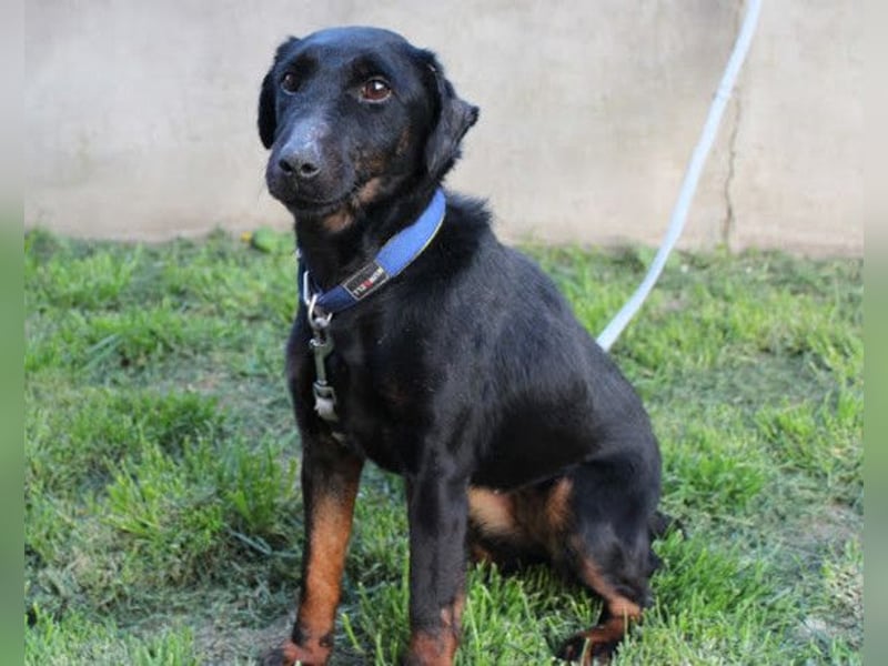 Jully ❤️ aktive, lebhafte+ gelehrige Jagdterrier Hündin!