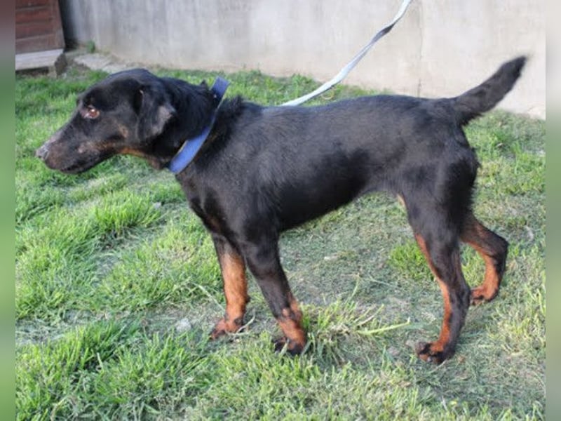 Jully ❤️ aktive, lebhafte+ gelehrige Jagdterrier Hündin!