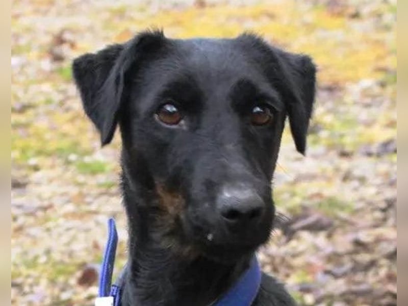 Jully ❤️ aktive, lebhafte+ gelehrige Jagdterrier Hündin!