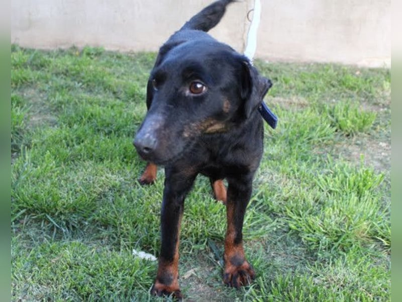 Jully ❤️ aktive, lebhafte+ gelehrige Jagdterrier Hündin!