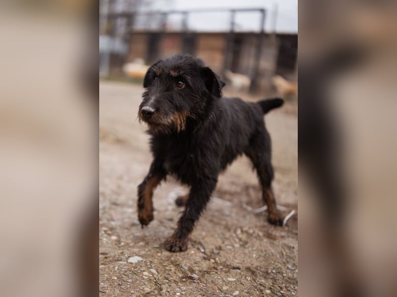 Dina ❤️ aktive, menschenbezogene Maus