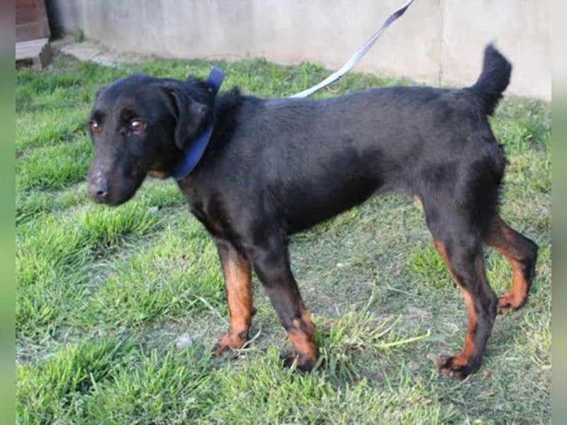 Jully ❤️ aktive, lebhafte+ gelehrige Jagdterrier Hündin!