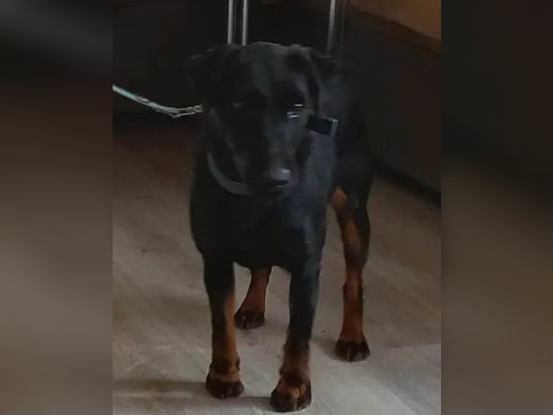 Jully ❤️ aktive, lebhafte+ gelehrige Jagdterrier Hündin!
