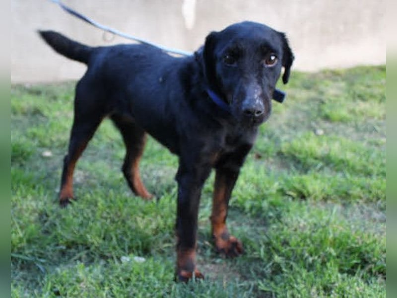 Jully ❤️ aktive, lebhafte+ gelehrige Jagdterrier Hündin!