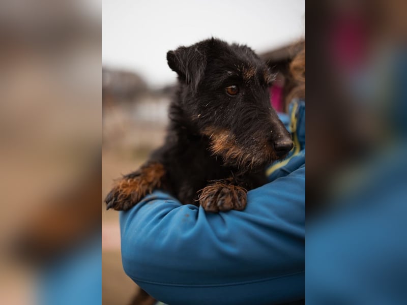 Dina ❤️ aktive, menschenbezogene Maus