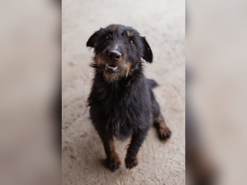 Dina ❤️ aktive, menschenbezogene Maus