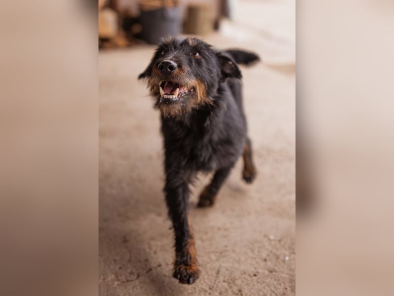 Dina ❤️ aktive, menschenbezogene Maus