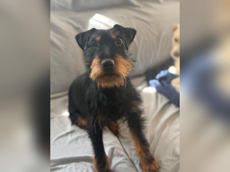Valeria - kleine Jagdterrier-Mix-Hündin sucht ihr Glück