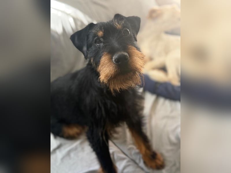 Valeria - kleine Jagdterrier-Mix-Hündin sucht ihr Glück