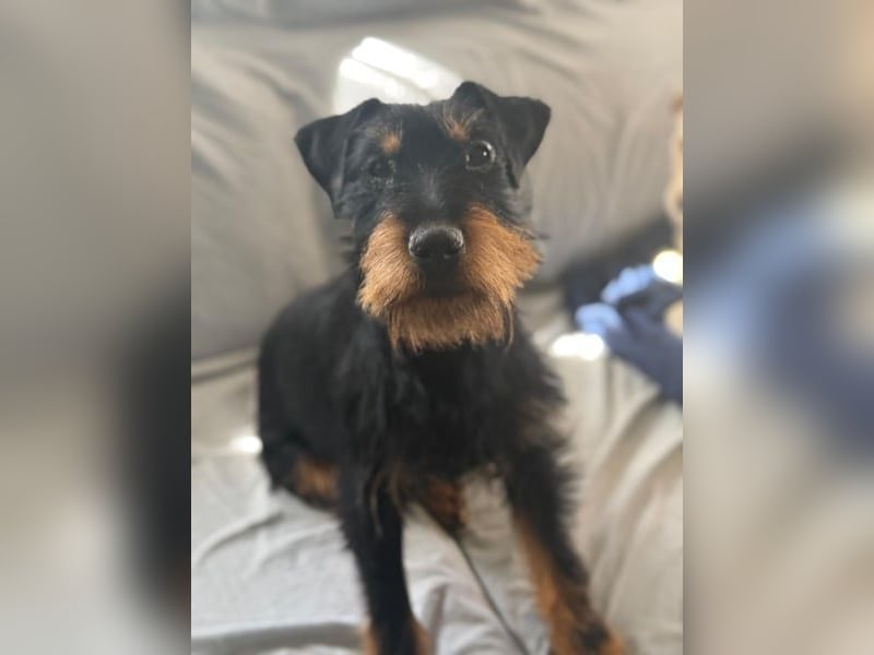 Valeria - kleine Jagdterrier-Mix-Hündin sucht ihr Glück