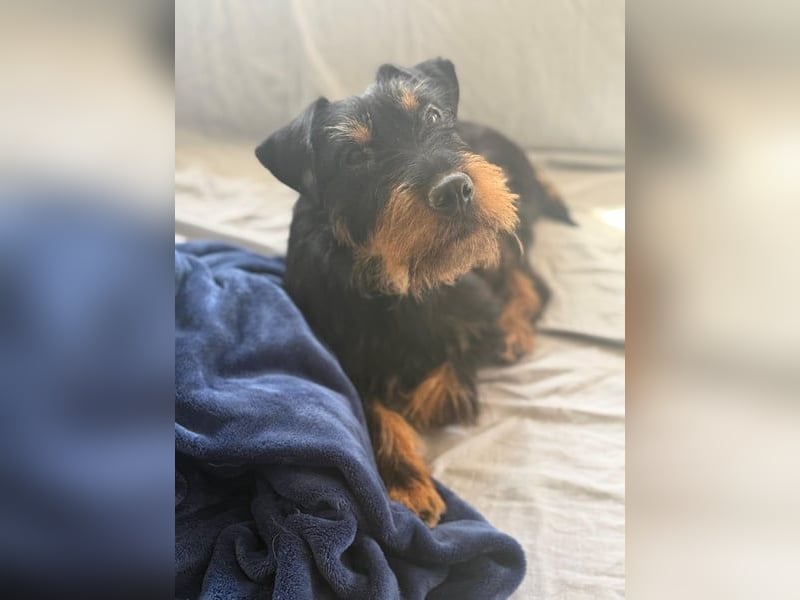 Valeria - kleine Jagdterrier-Mix-Hündin sucht ihr Glück