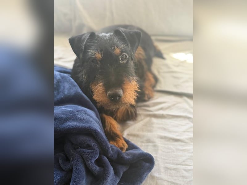 Valeria - kleine Jagdterrier-Mix-Hündin sucht ihr Glück