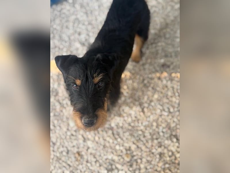 Valeria - kleine Jagdterrier-Mix-Hündin sucht ihr Glück