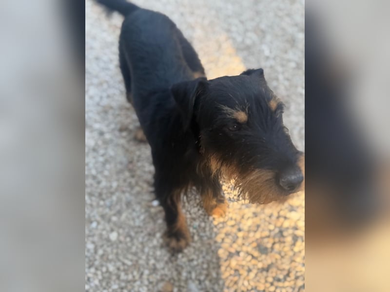 Valeria , kleine Jagdterrier-Mix-Hündin sucht ihr Glück