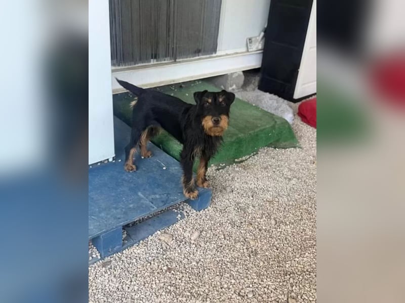 Valeria , kleine Jagdterrier-Mix-Hündin sucht ihr Glück