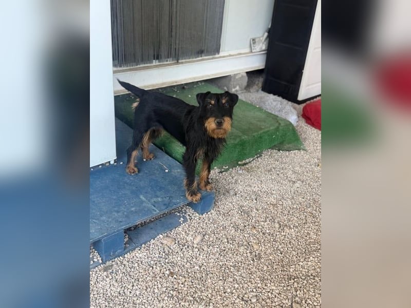 Valeria - kleine Jagdterrier-Mix-Hündin sucht ihr Glück