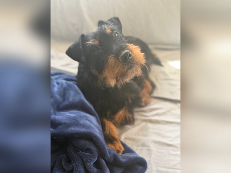 Valeria - kleine Jagdterrier-Mix-Hündin  sucht ihr Glück