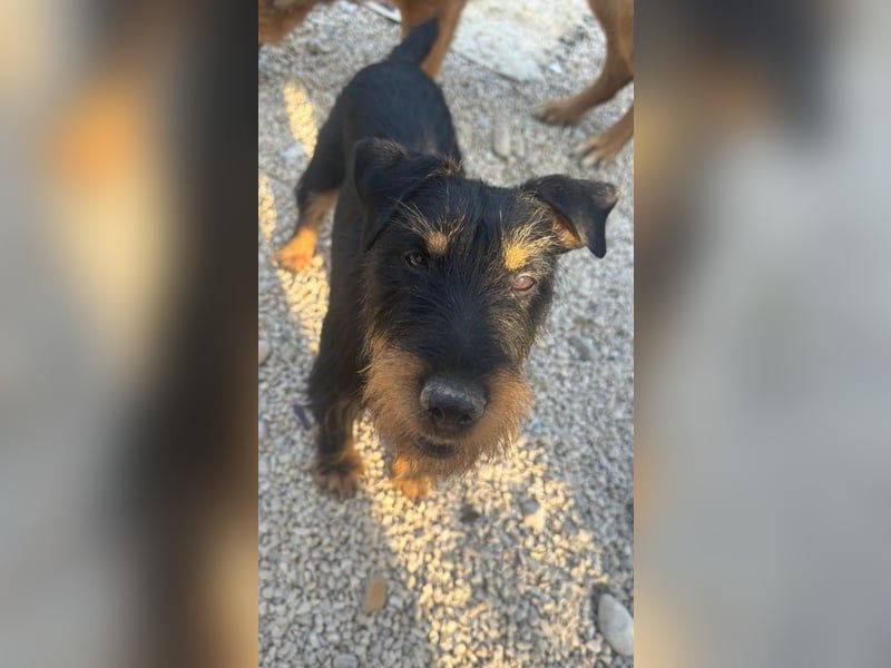 Valeria - kleine Jagdterrier-Mix-Hündin sucht ihr Glück