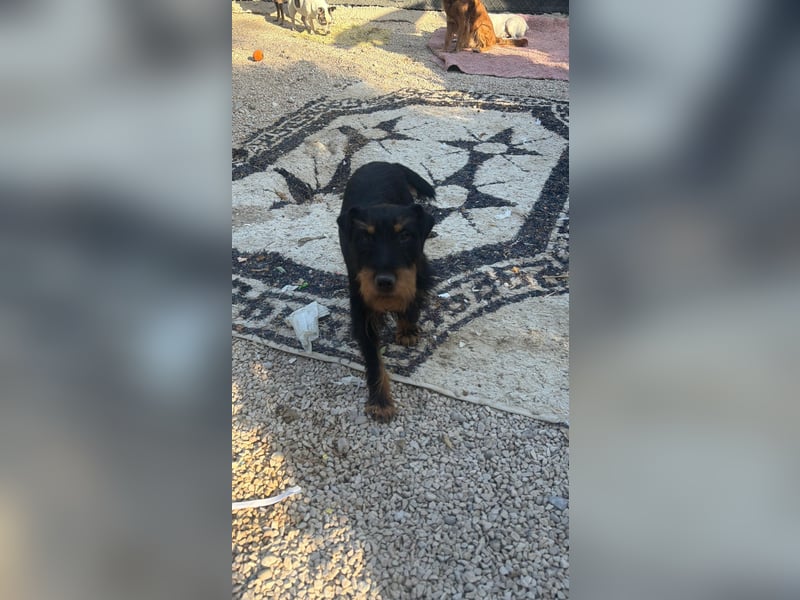 Valeria , kleine Jagdterrier-Mix-Hündin sucht ihr Glück
