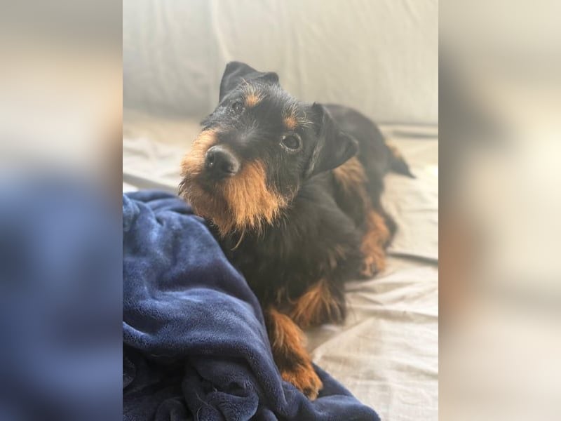 Valeria - kleine Jagdterrier-Mix-Hündin sucht ihr Glück