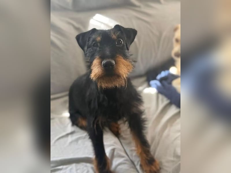 Valeria , kleine Jagdterrier-Mix-Hündin sucht ihr Glück