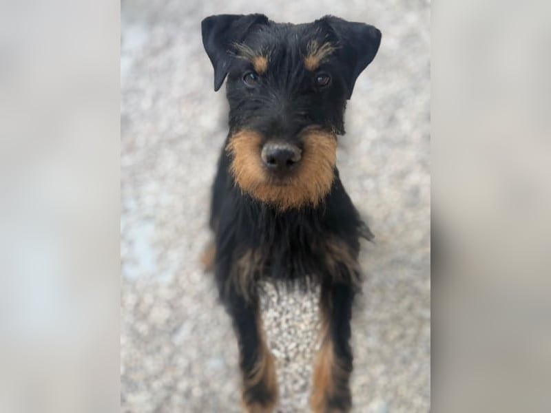 Valeria - kleine Jagdterrier-Mix-Hündin sucht ihr Glück
