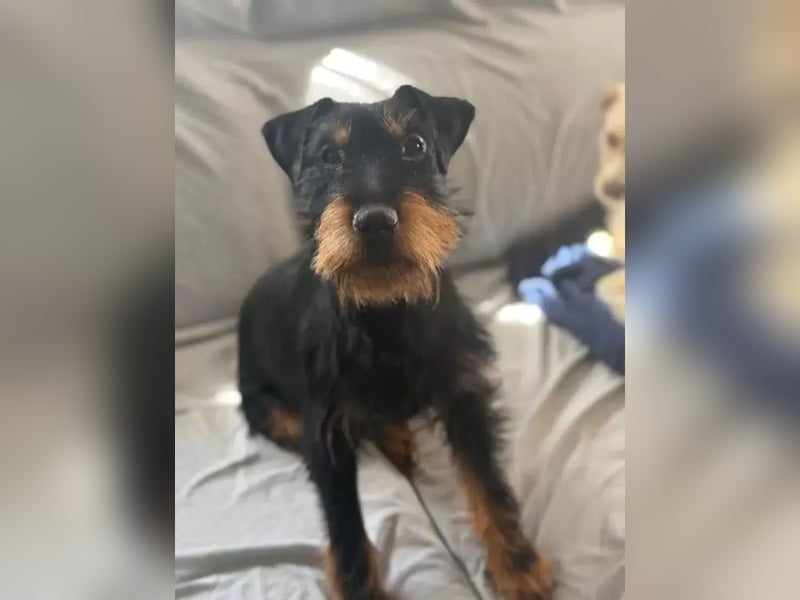 Valeria , kleine Jagdterrier-Mix-Hündin sucht ihr Glück
