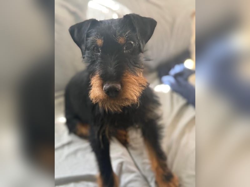 Valeria - kleine Jagdterrier-Mix-Hündin sucht ihr Glück