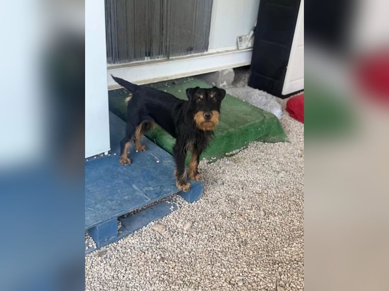Valeria , kleine Jagdterrier-Mix-Hündin sucht ihr Glück
