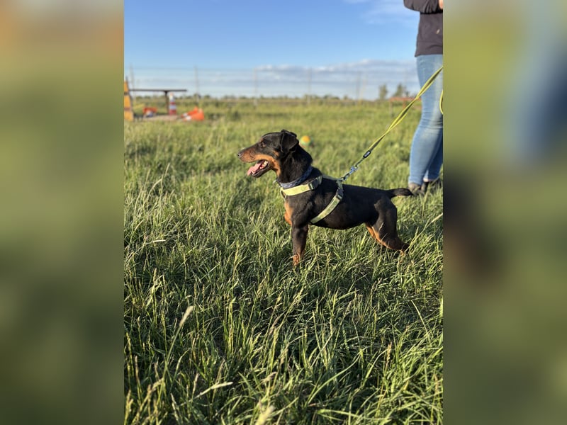 Masni PP – selbstbewusste Jagdterrier-Hündin sucht erfahrenes Zuhause 