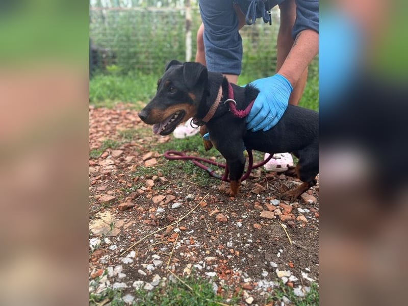 Masni, ambitioniertes Jagdterrier Mädchen geb. 2022